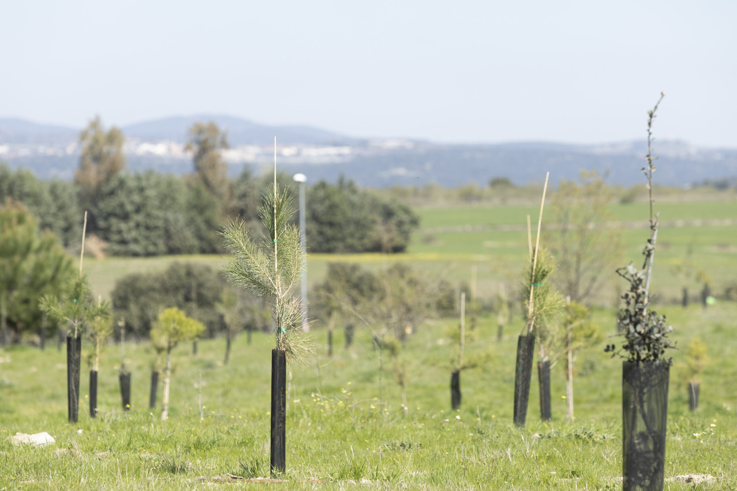 visita-14-bosque-sigaus-1